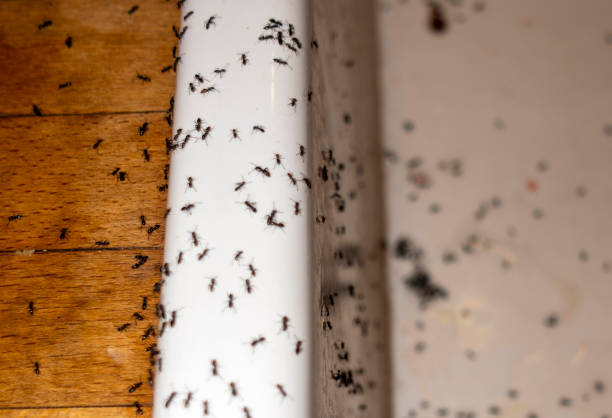 Best Pest Prevention Services  in Ojus, FL